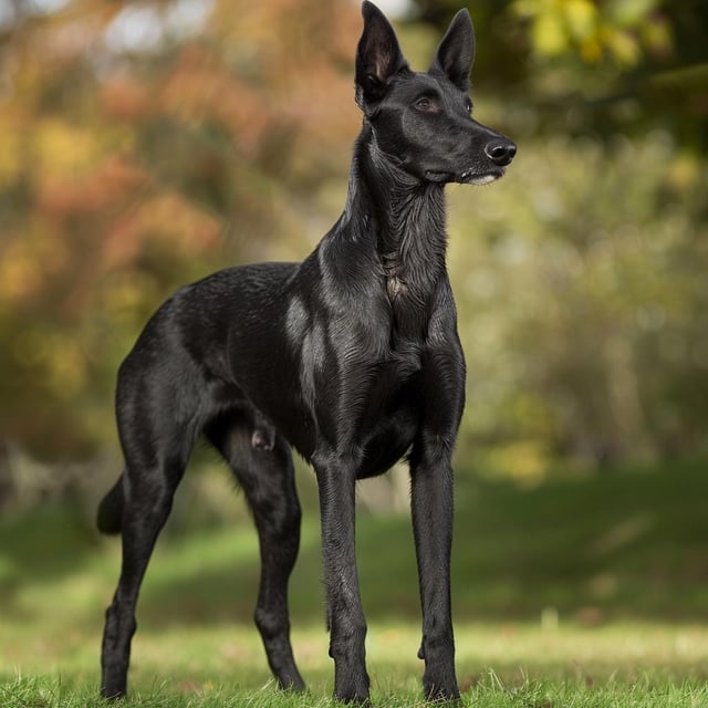 user_10/guess-the-mixed-dog-breeds-v0-jws0zbn1bjqc1_cb459856-fa89-473a-af74-8a101e39a66b.jpg
