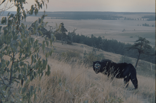 user_10/wild-animals-v0-tjsjgjdh91lc1_1a754ea9-c765-4905-bd7a-e2f0c62982f0.png